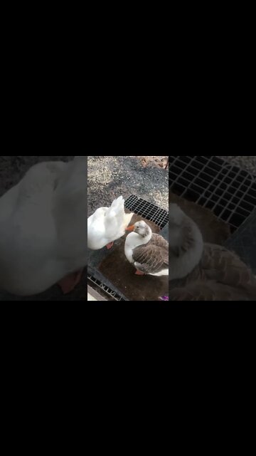 Geese on my doorstep 😆