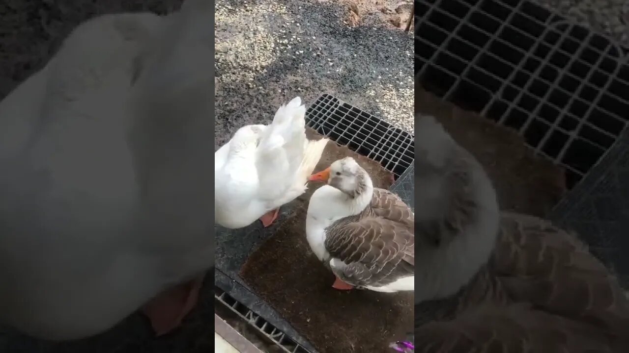 Geese on my doorstep 😆