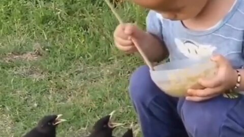 Boy Feeding mynas.