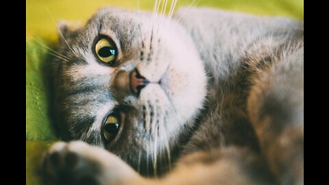 PUPPIES CATS IS SO CUTE