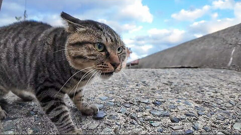 Cats were fighting at the port of Cat Island