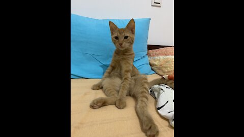 Sleepy cat sitting like a human