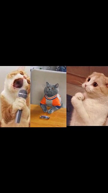 Beautiful Cats😹 & Dogs🐶 Videos of 2023 Compilation! #48