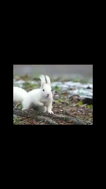 Adorable white squirrel