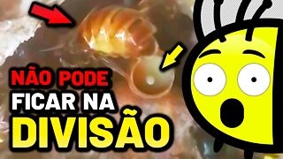 Não faça DIVISÕES de ABELHAS MANDAÇAIA antes de assistir esse vídeo | Respondendo dúvidas 🐝