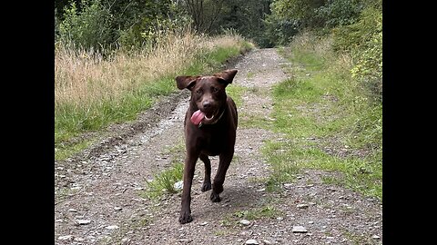 Dog Walk in North Devon