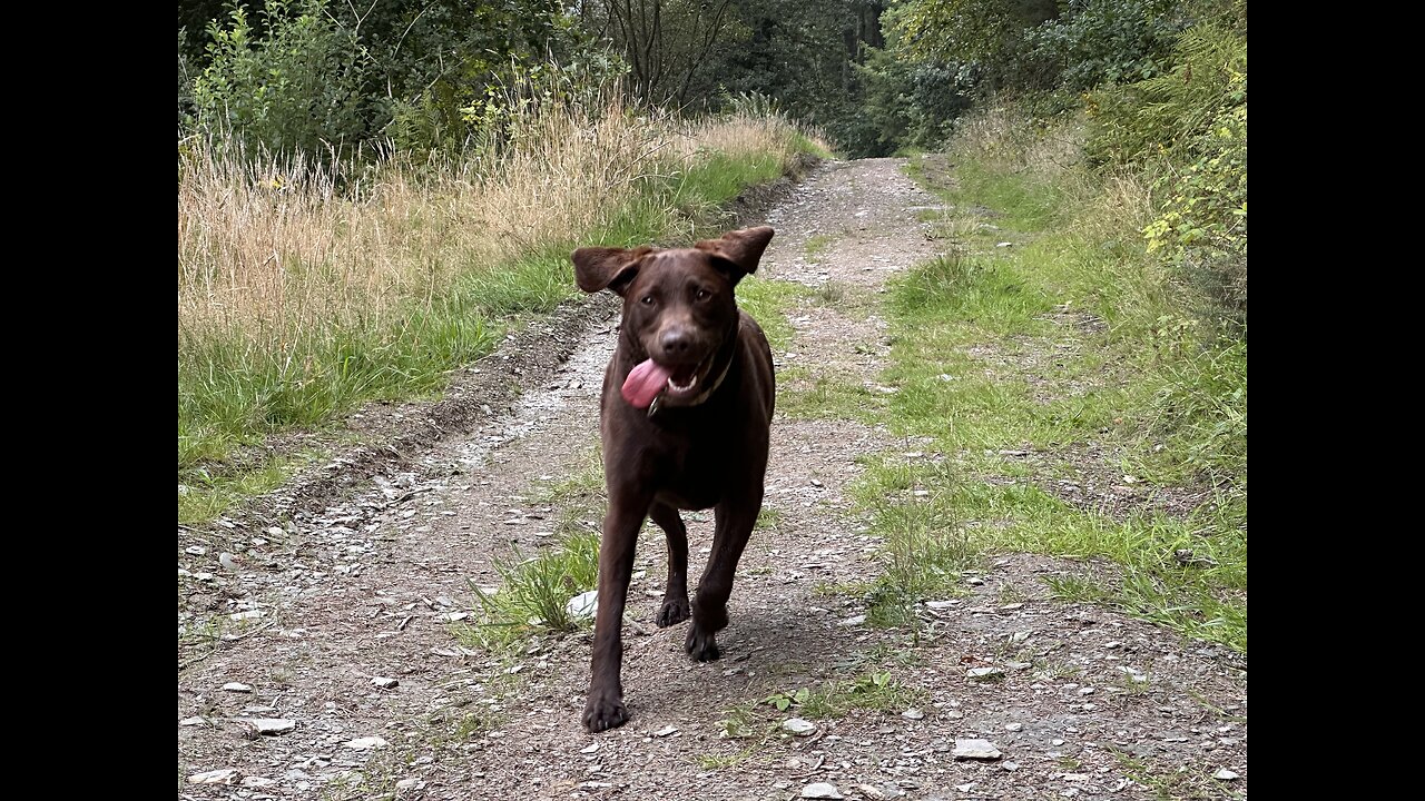 Dog Walk in North Devon