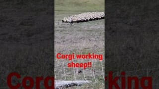 corgi working sheep #shearing #animal #sheep #sheepsheep #herdingdog