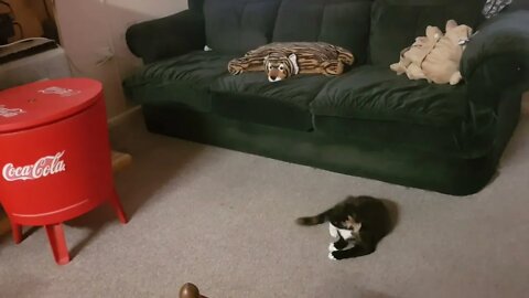 Speedie (fly hunter) & Lippy