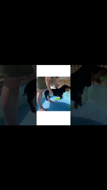 Best Funny Dog Videos| Try Not To Laugh| #shorts