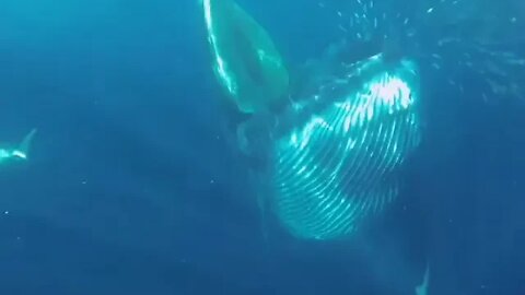 Whale appears out of nowhere