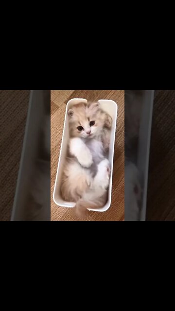 We humans will never look as adorable as our pets