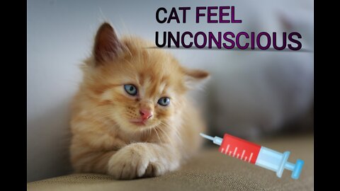 CAT FEELS UNCONSCIOUS AFTER SEEN INJECTION 💉💉🤣😆😂