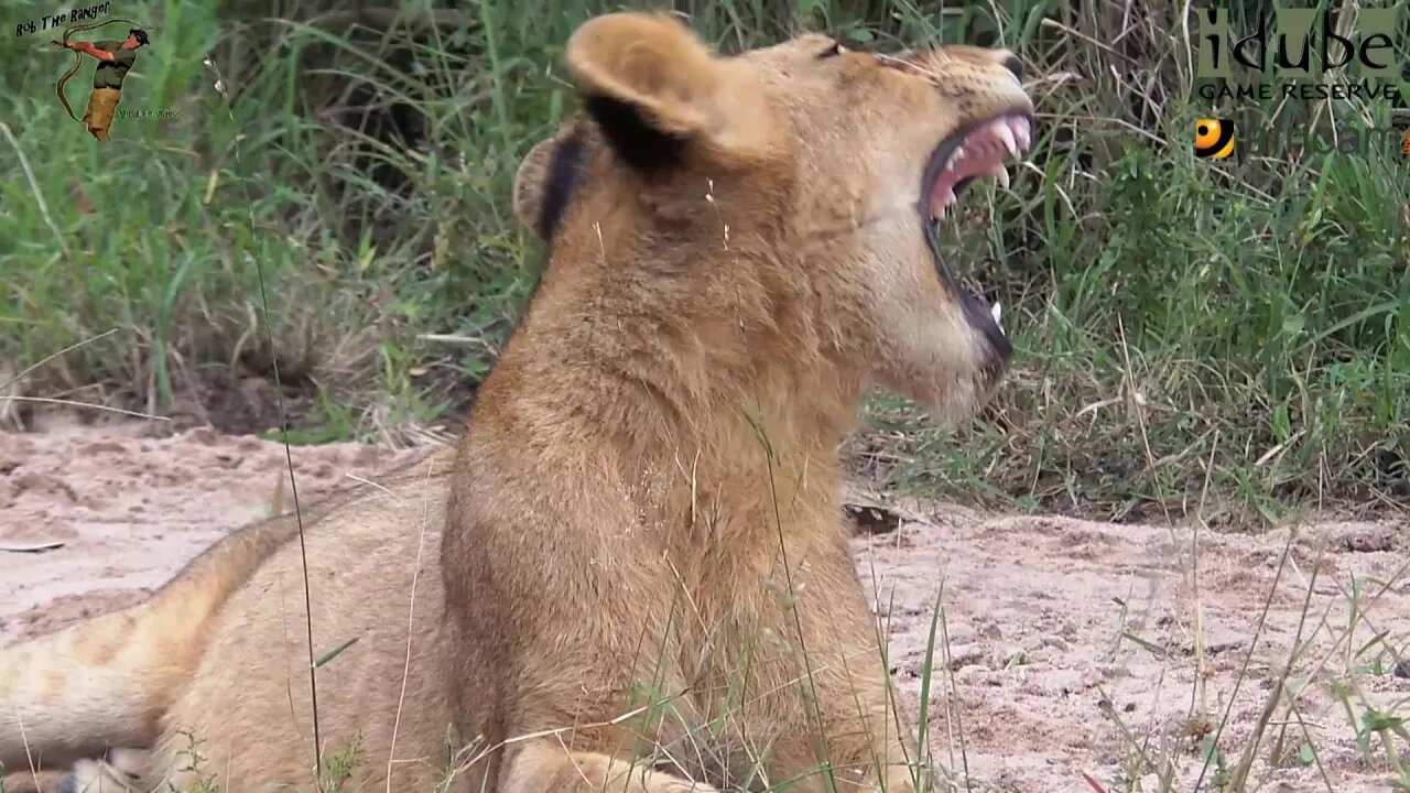 Daughters Of The Mapogo Lions - Rebuilding The Othawa Pride - 50: After Eating