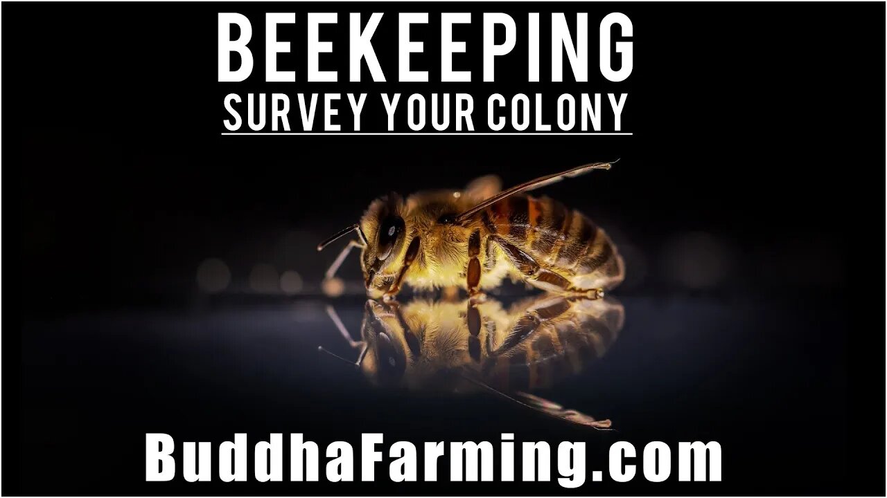 BEEKEEPING (Survey your Colony)