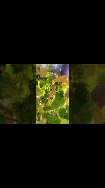 This Plant Is A Show Stopper!!