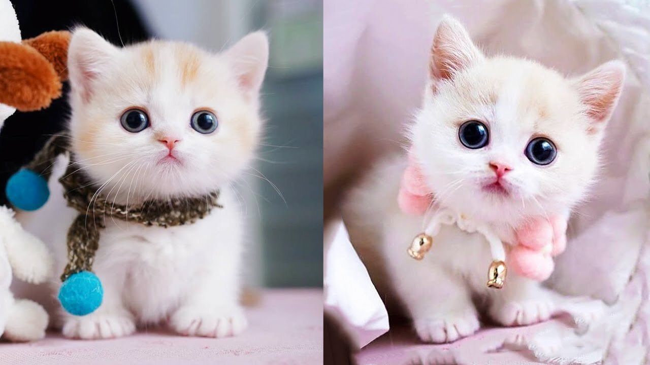 Funny Cats Videos completion part 3 _ 2023π±β€οΈπ