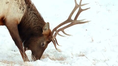 Close up of a moose in the snow