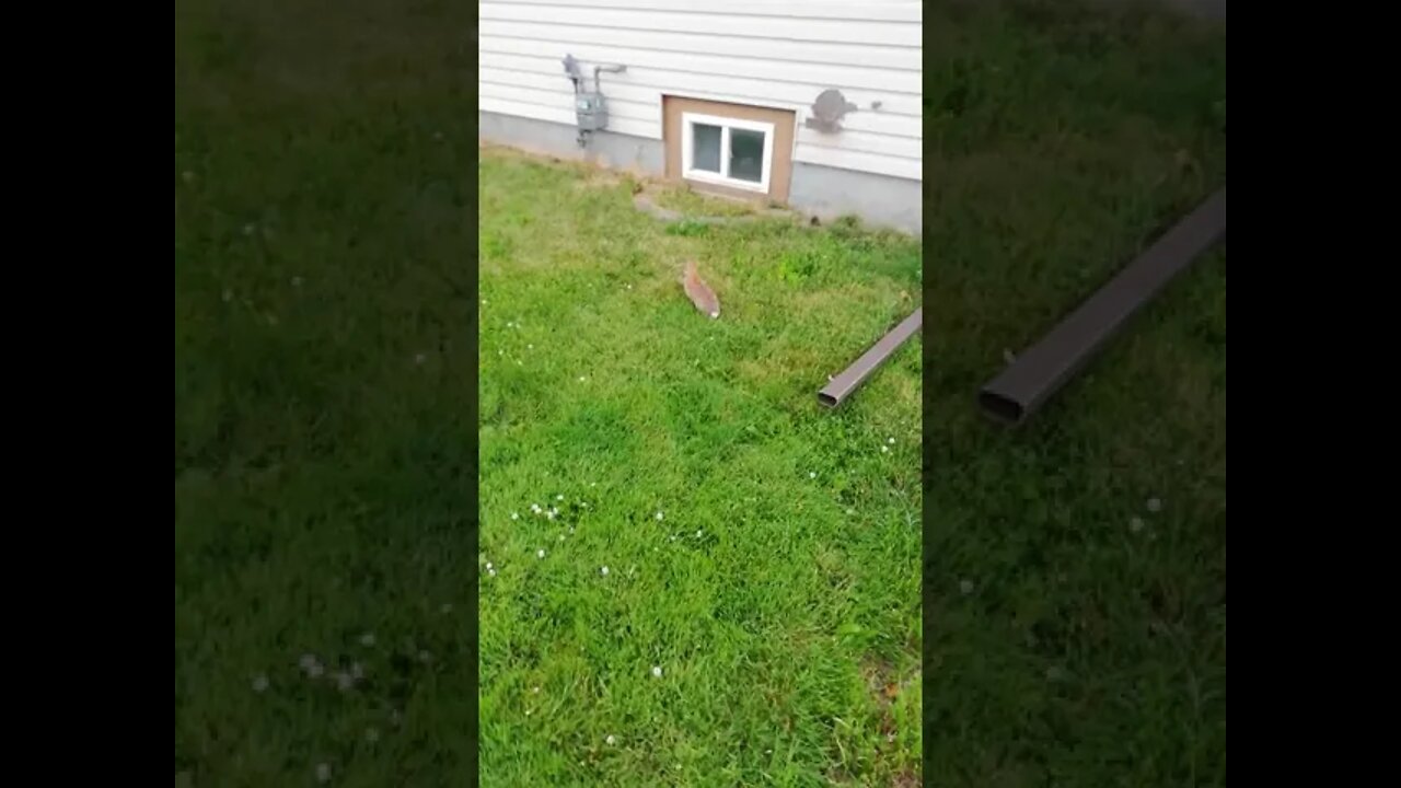 A rabbit?! I need a Holy Hand Grenade!