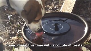 Puppy Sees Water Fountain For First Time