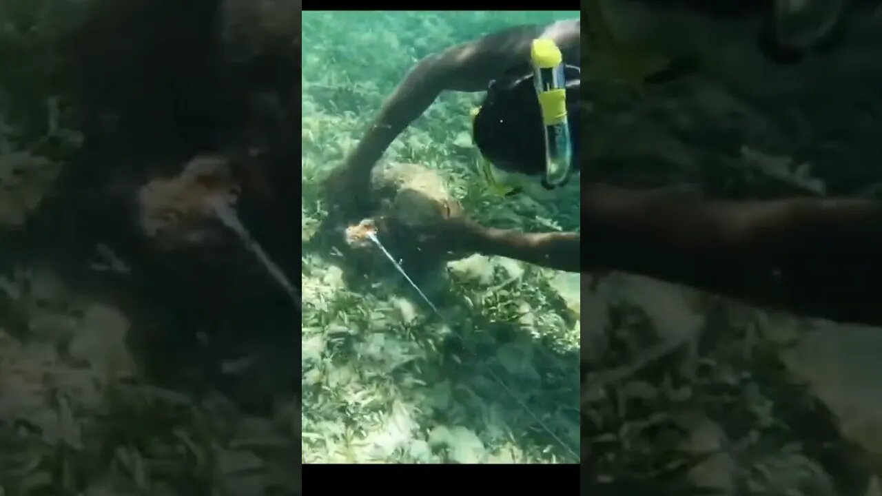 Catching a Baby Octopus While Snorkeling! #shorts #travel #jamaica