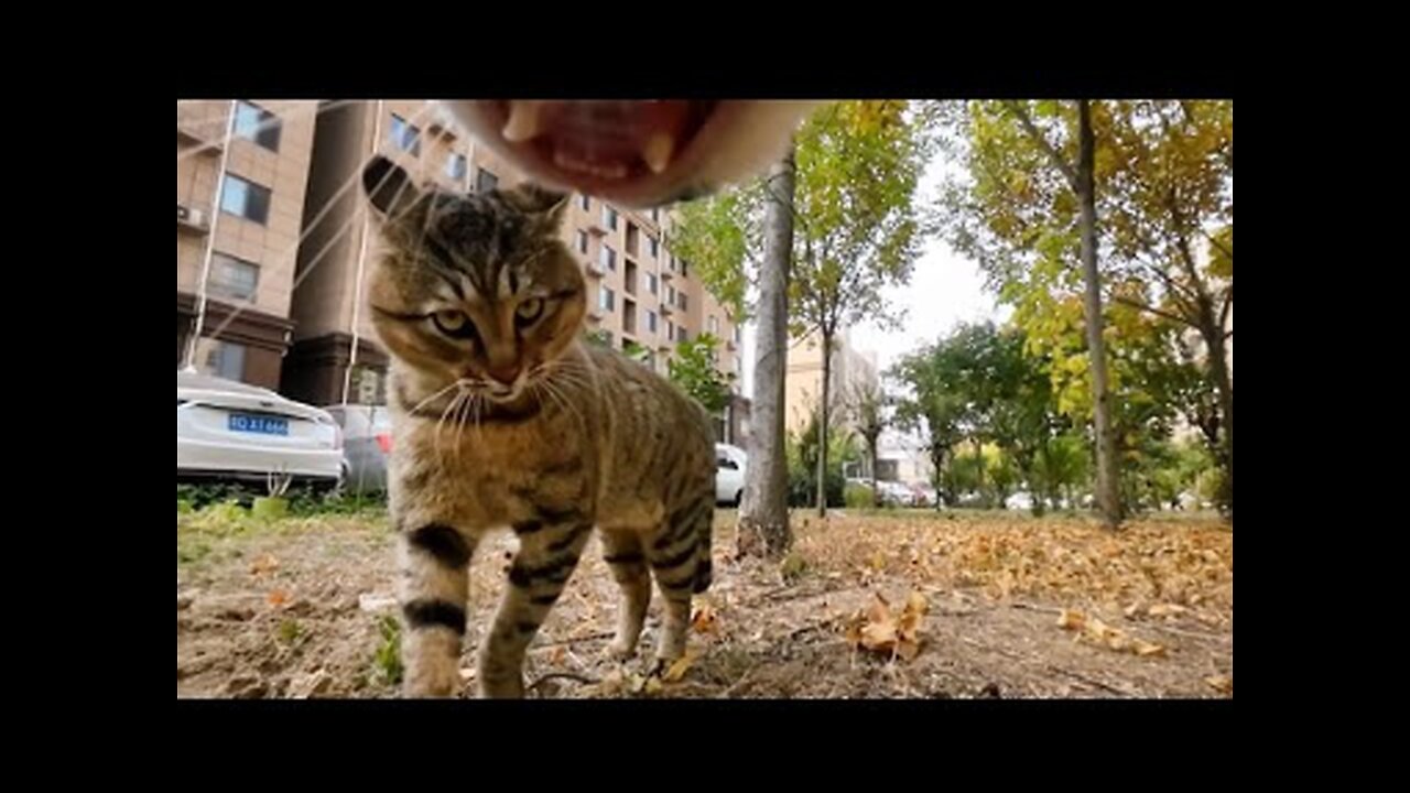 Cat with GoPro fights and asserts dominance Compilation Douyin