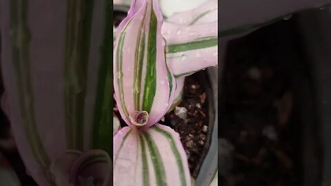 tradescantia propagation in soil. #shorts #houseplant #propagation