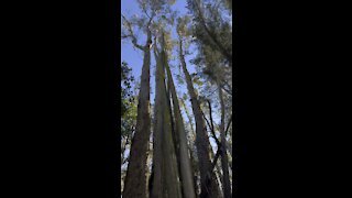 Eucalyptus Grove