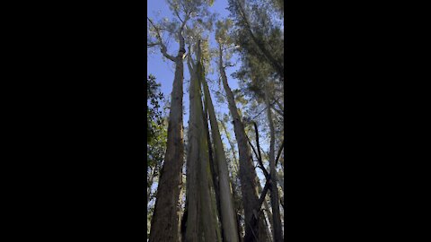 Eucalyptus Grove