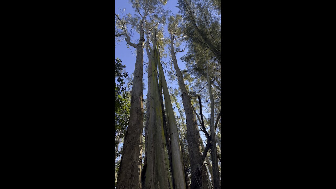 Eucalyptus Grove