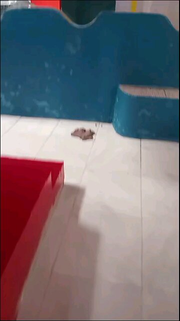 Pintura e conservação no Alzan do Amanhecer II