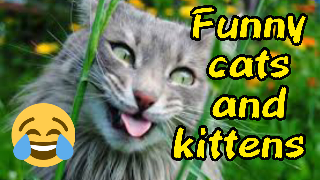 Funny cats and kittens | Funny animals | Best funny video