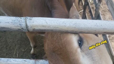 the baby cow loves humans | daily life vlog
