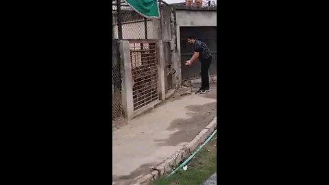 Tiger attack