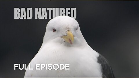 Gull Turns From Scavenger To Predator | Bad Natured | BBC Earth