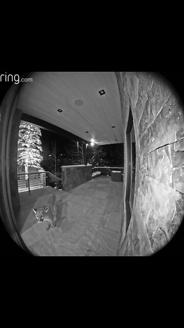 Video: Ring camera captures mountain lion growling at front door in Vail