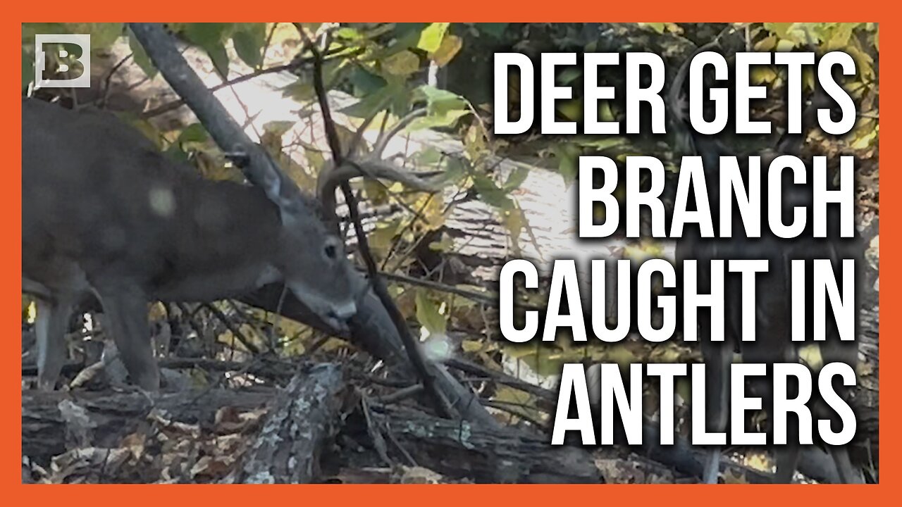 Deer Attempts to Shake Off Branch Stuck in His Antlers