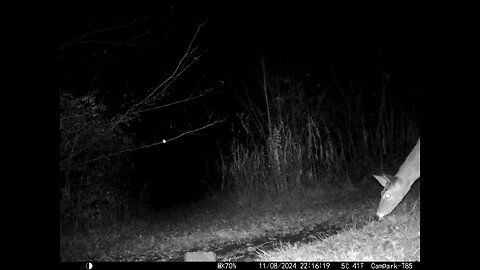 Deer Cam 11-08-2024