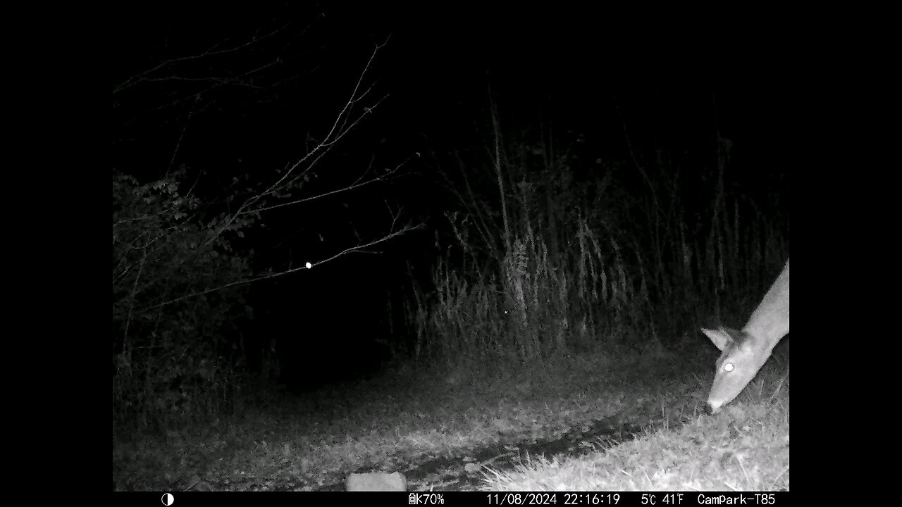 Deer Cam 11-08-2024