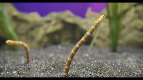 Spotted garden eel or Heteroconger hassi in sand in aquarium
