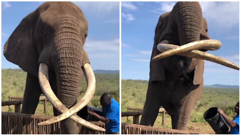 Thirsty elephant drinks gallons of water within a minute