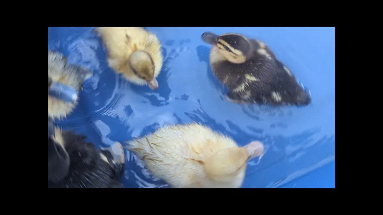 Baby Ducklings Swimming (10 Days Old