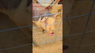 What's Up Piggy @UncleTimsFarm #kärnəvór #carnivore #shorts #hereford #freerangepigs