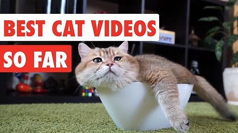 CATS will make you LAUGH YOUR HEAD OFF - Funny CAT compilation