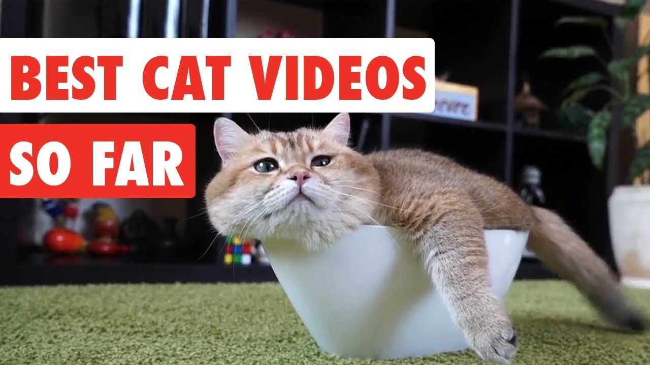 CATS will make you LAUGH YOUR HEAD OFF - Funny CAT compilation