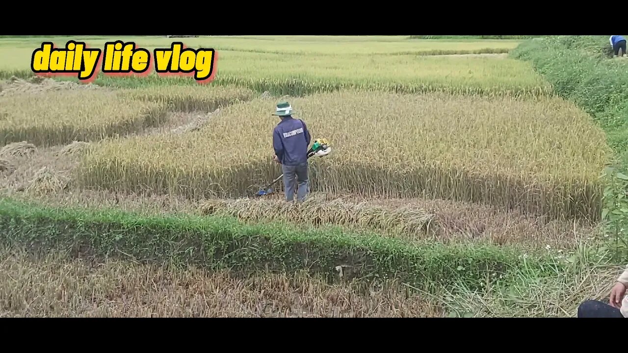 rice harvest | daily life vlog