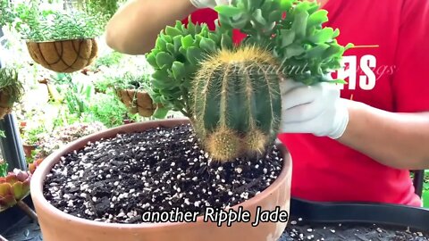 Succulents and Cactus Arrangement in Large Shallow Pot