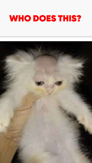 Shaved Cats Short #shorts #cats #funny #hilarious #boring #work #tombstones #working