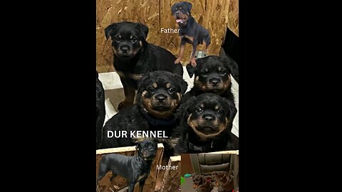 DUR KENNEL PUPS MOM DAD VIDEO IN PIC FAMILY