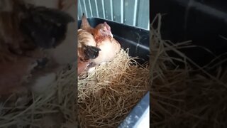 Forest has a baby chick